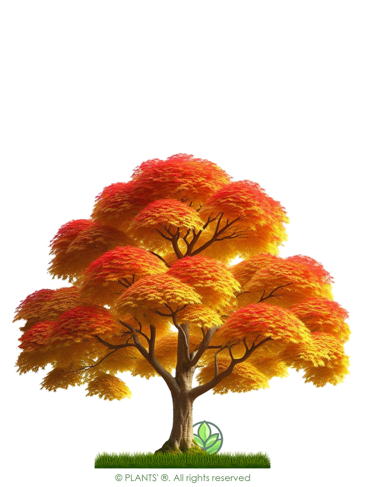 Trident Maple Tree | Premium Seeds | Acer buergerianum ‘Fall’ | Plants’®