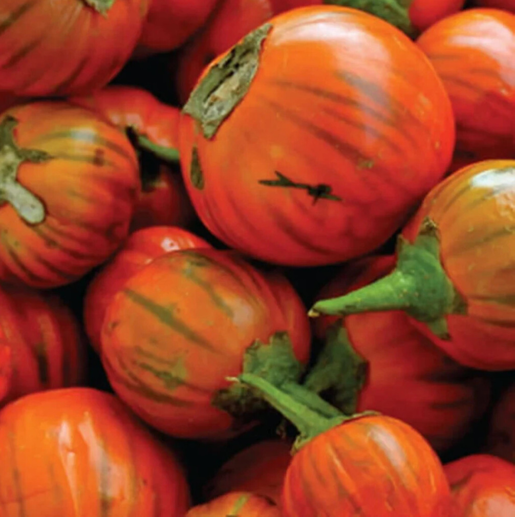 TURKISH ORANGE EGGPLANT SEEDS 50+ Vegetable GARDEN Asian CULINARY FREE SHIPPING