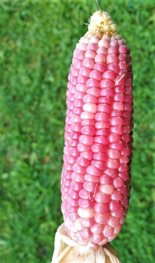 Pink Glass Gem Ornamental Corn Seeds | Neon Early Pink Pearl Popcorn Seed 2024