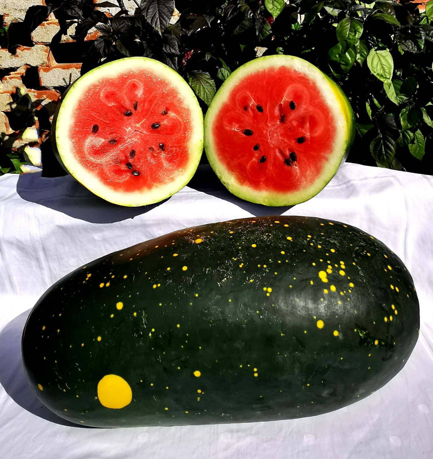 Red Moon and Stars Watermelon Seeds, Very Sweet, NON-GMO, Heirloom, FREE SHIP