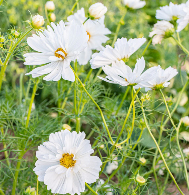 Cosmos PSYCHE WHITE Unique White Blossoms Butterflies Bees Non-GMO 100 Seeds