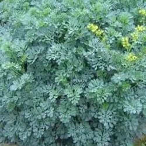 50 Common Rue (Medicinal Herb) Seeds .(Garden Rue/ Herb of Grace/Ruta graveolens