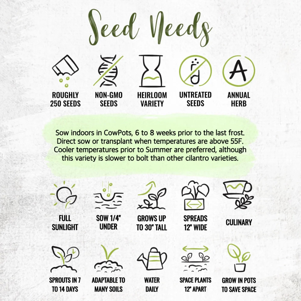 Cilantro Herb Seeds For Planting (Coriandrum sativum)