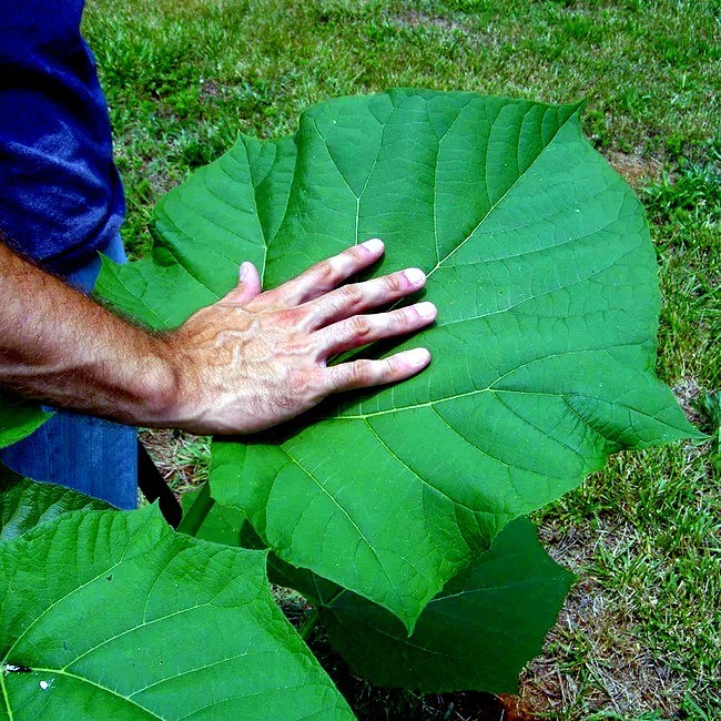 100 Royal Empress Tree Seeds “FASTEST GROWING TREE in the WORLD”