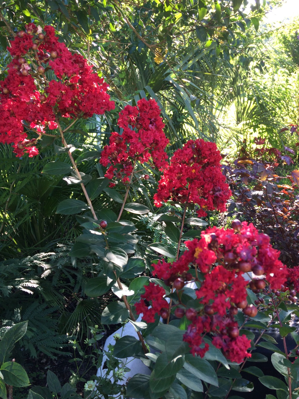 Crape Myrtle | Lagerstroemia indica | Red Rooster | 50 seeds