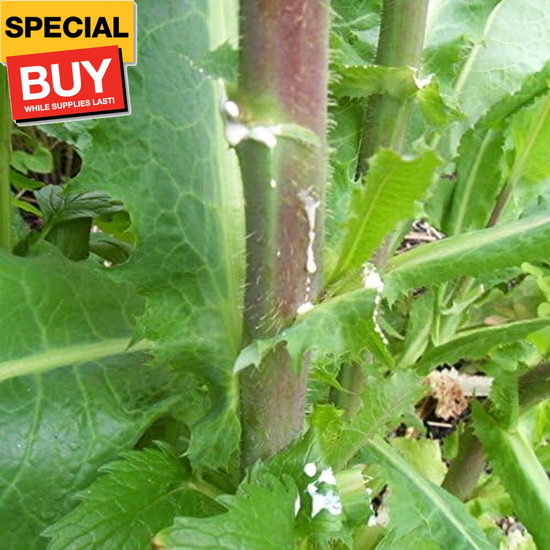 Wild Lettuce (Lactuca virosa) – Grow Now or Store for Future Planting – Capsule