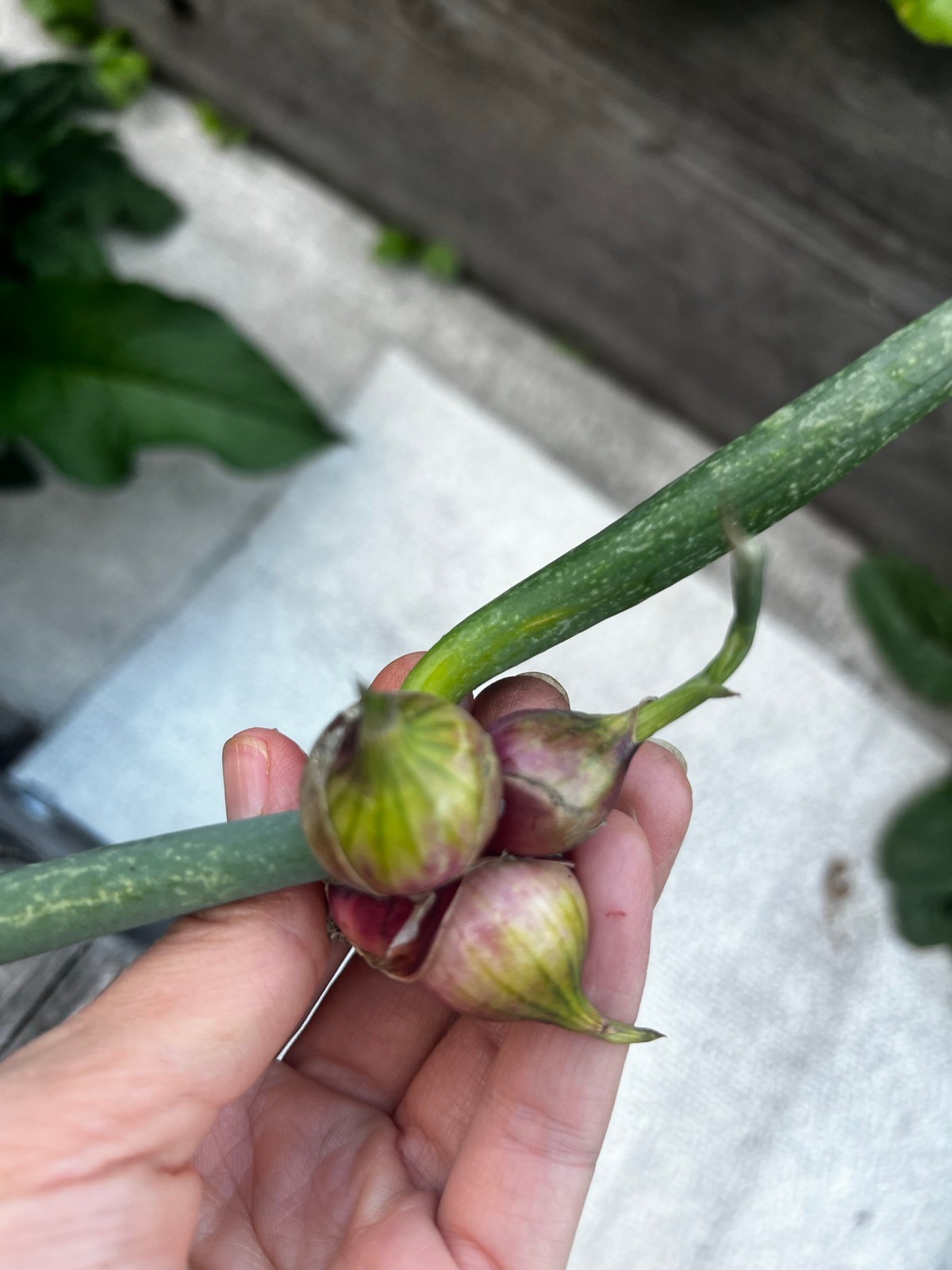 20 Egyptian Walking Onions Top bulb 2026 harvest
