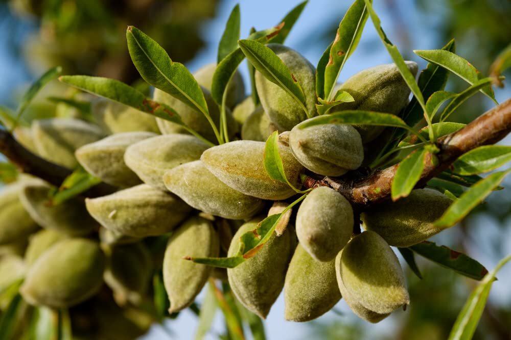 Almond Tree Seeds – 20 Seeds – Grow Almonds Trees