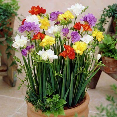 Freesia Mixed Colors Bulbs for Spring Planting – 10 Bulb Mix Pack – Large Hea…
