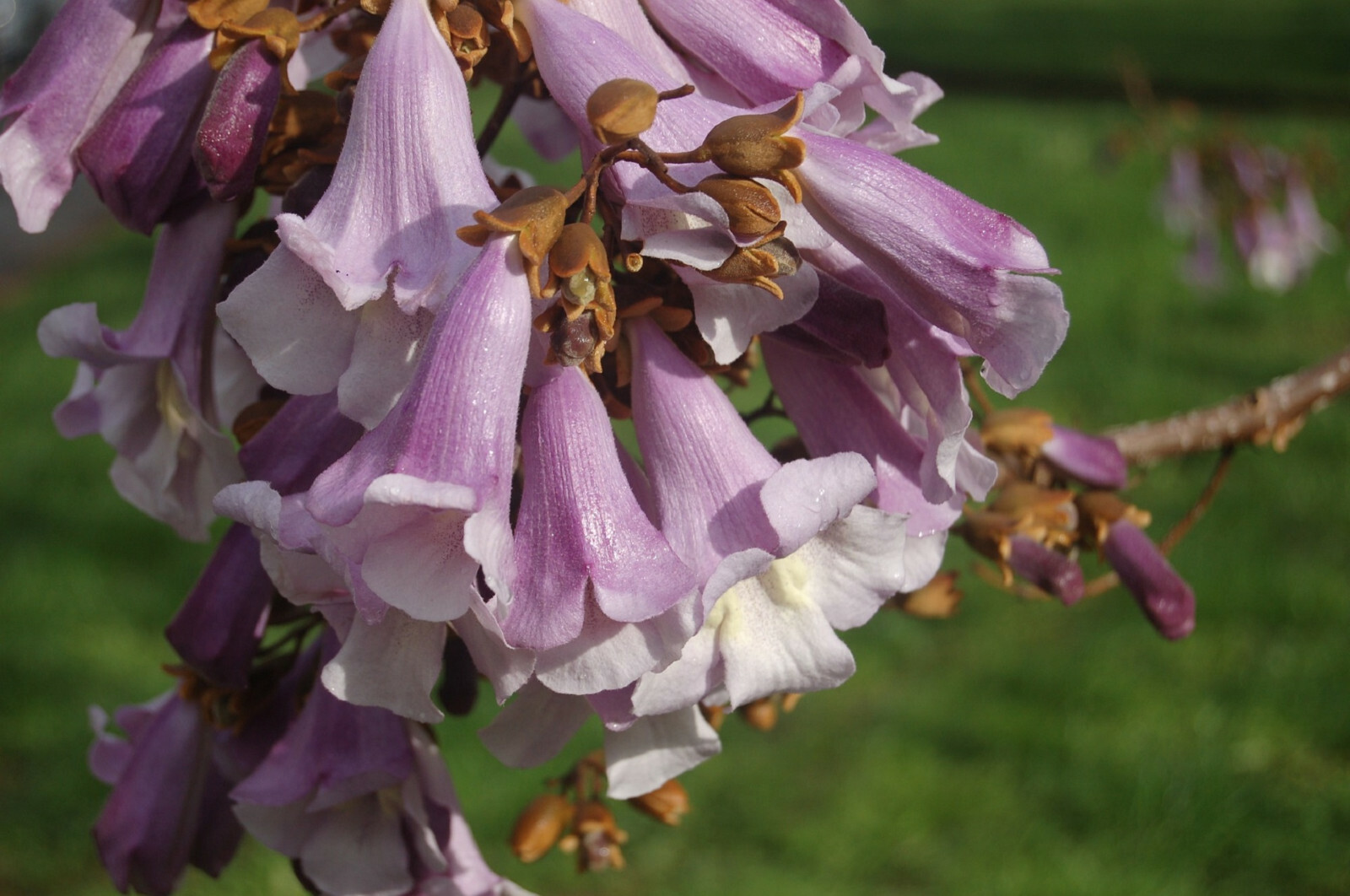 100+ Royal Empress Tree Seeds (Paulownia tomentosa) Purple Flowers, Fast Growing