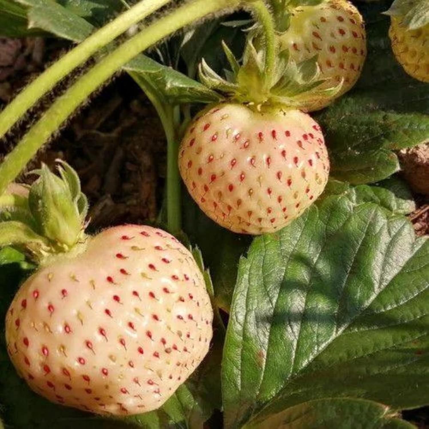 Perennial White Strawberry Seeds – 200 Non-GMO, Thrives in Varied Climates