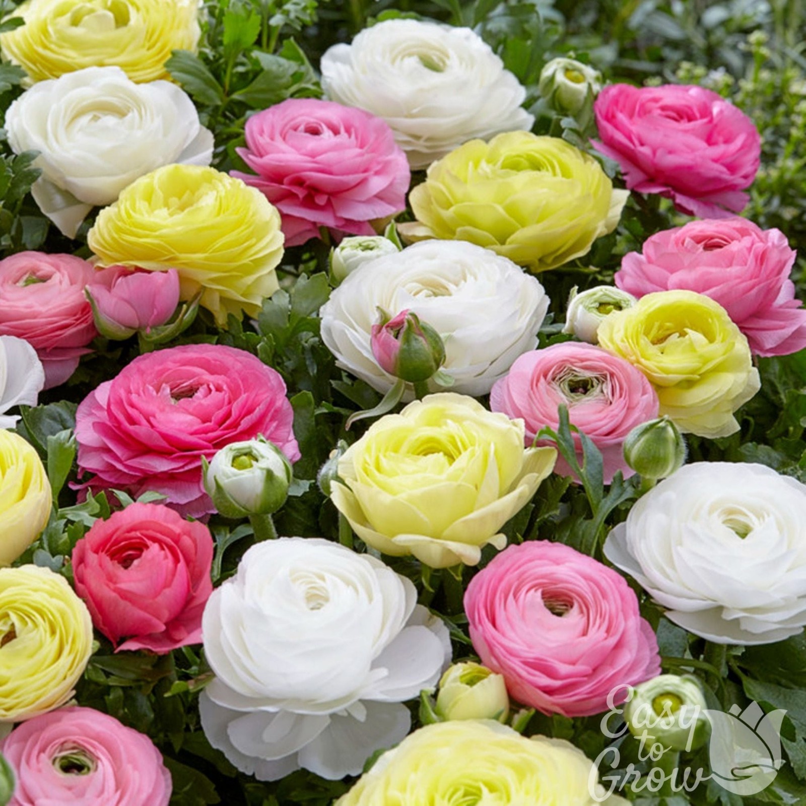 Easy to Grow Ranunculus Buttercup Pastel Mix 10 Plant Bulbs, Spring Flowers