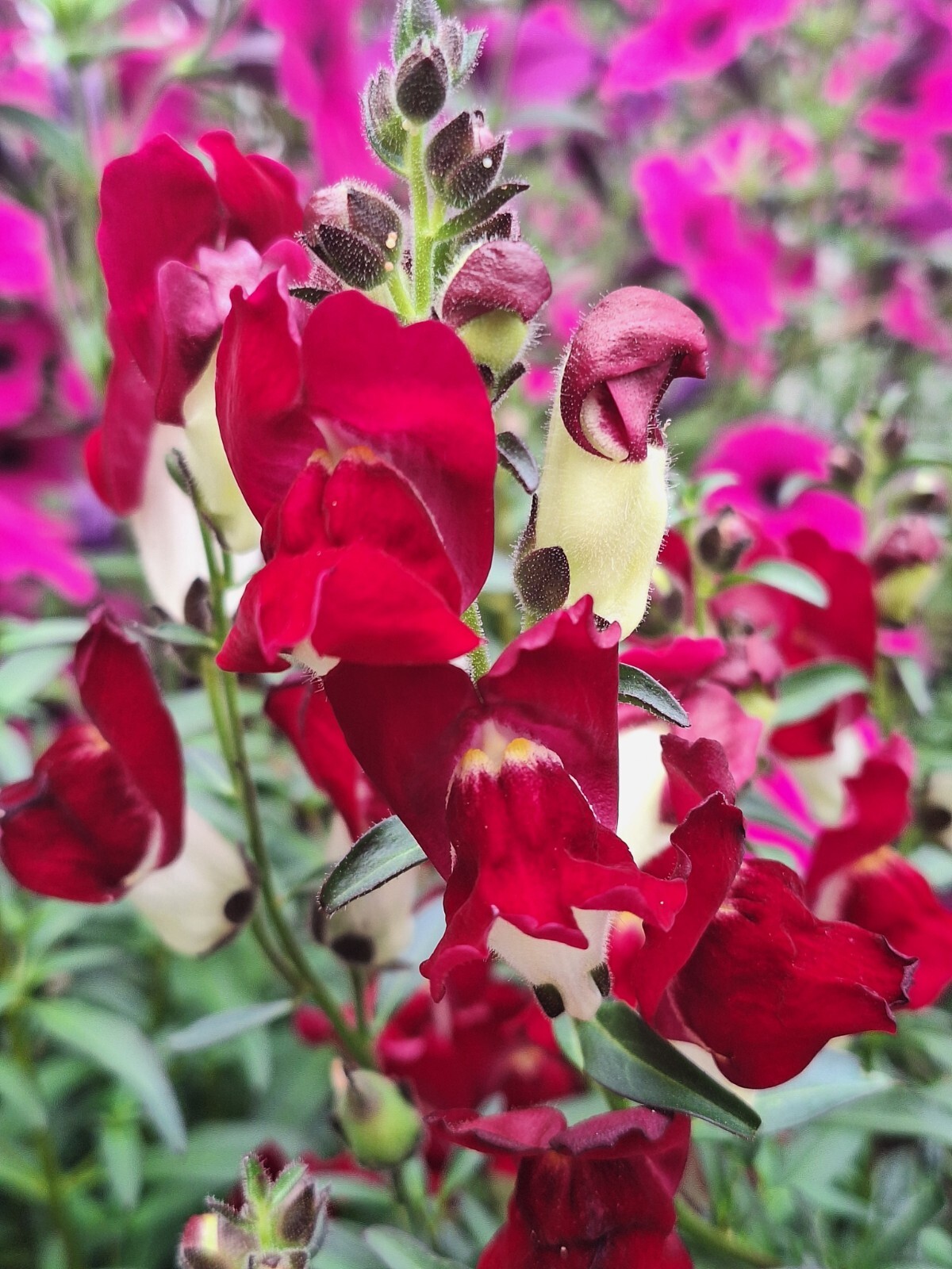 SNAPDRAGON NIGHT AND DAY 200 SEEDS DEEP-RED WITH A WHITE THROAT.
