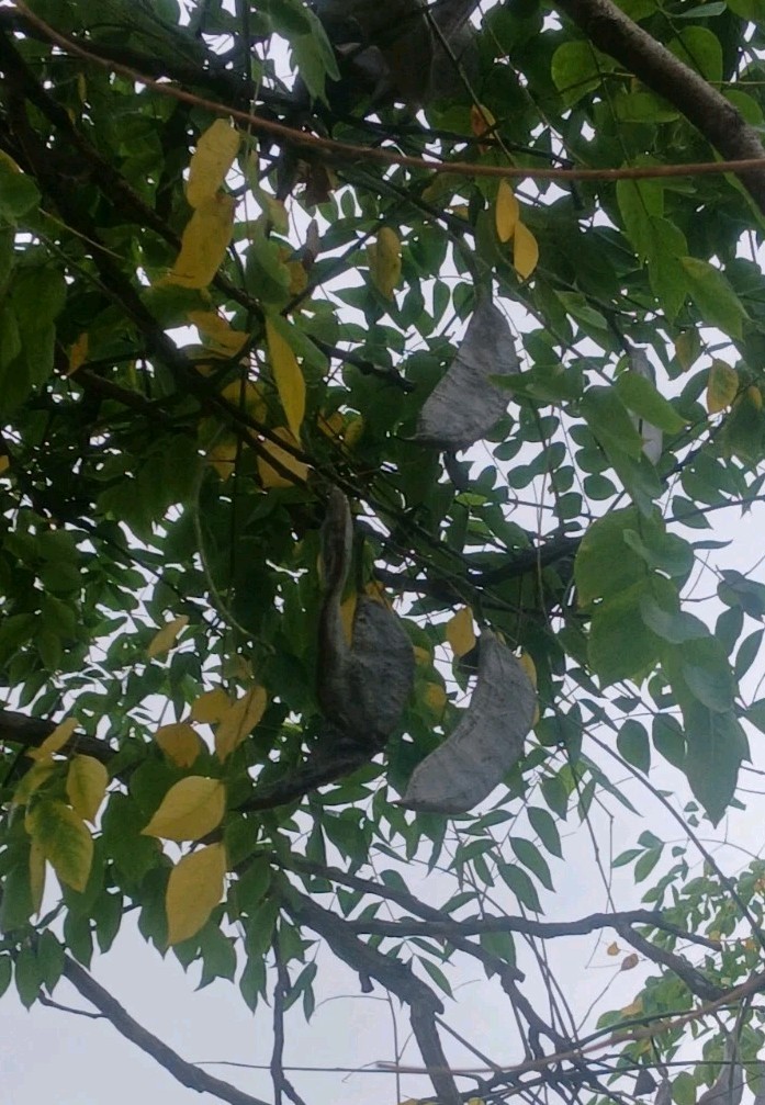 ☆200☆ Kentucky Coffee-Tree Seeds