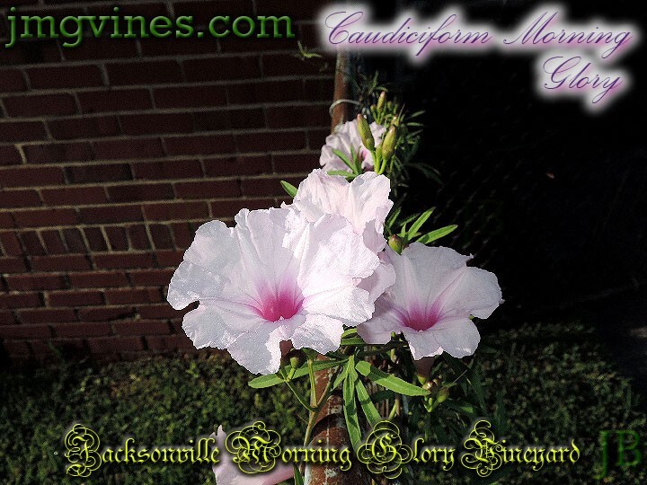 Caudiciform Morning Glory Ipomoea Platensis Evening Glory 5 Seeds