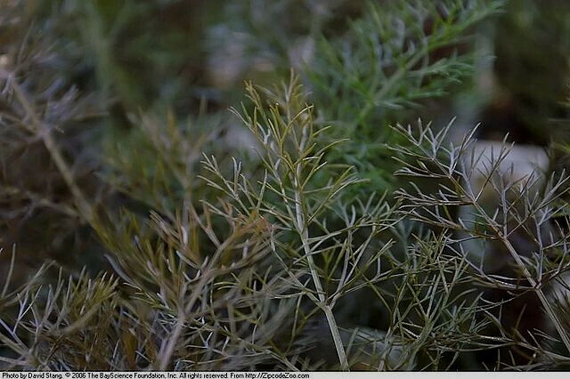 BRONZE FENNEL 100 SEEDS, DARK-PURPLE, FERN-LIKE FOLIAGE, LICORICE FLAVER, HERB