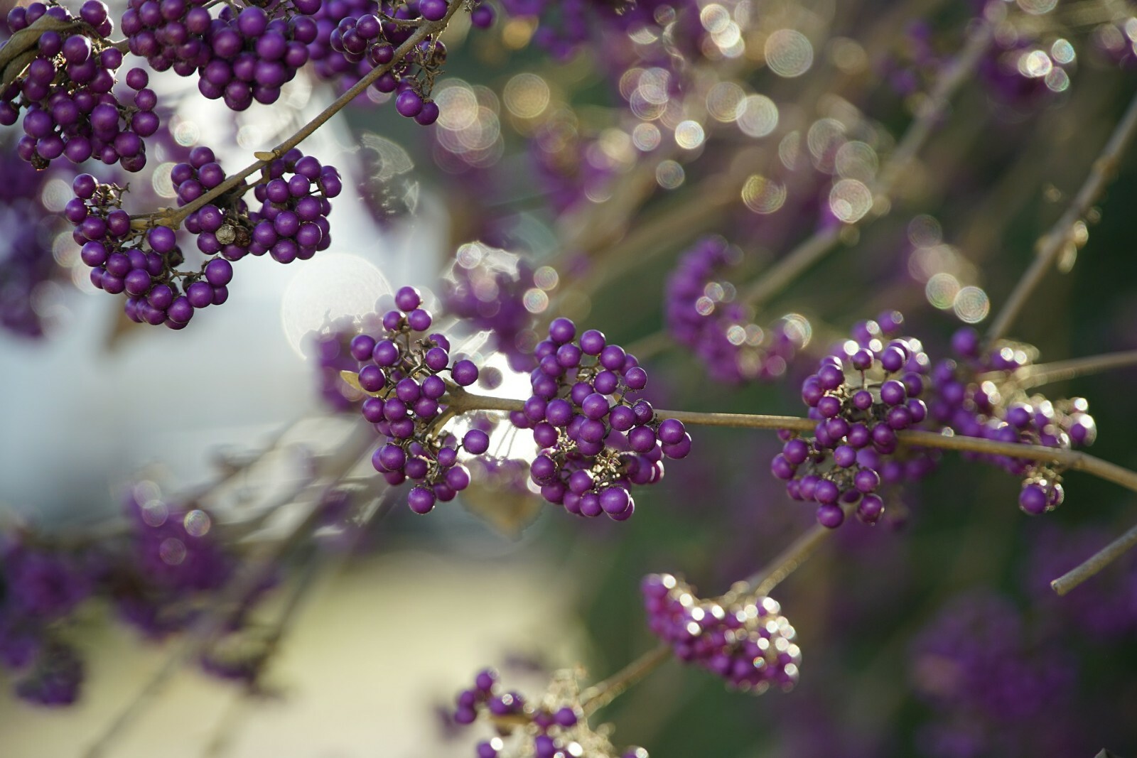 American Beautyberry Perennial {Callicarpa americana} 30+seeds FREE SHIPPING!