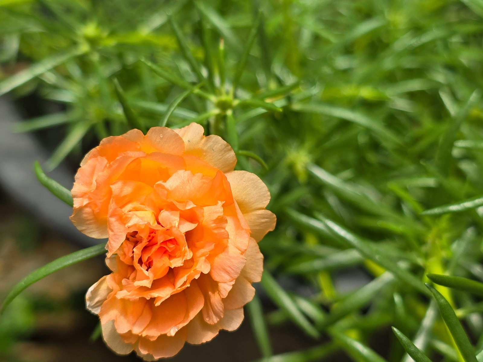 50 ORANGE CARNATION Dianthus Caryophyllus Chabaud Flower Seeds *Flat S/H