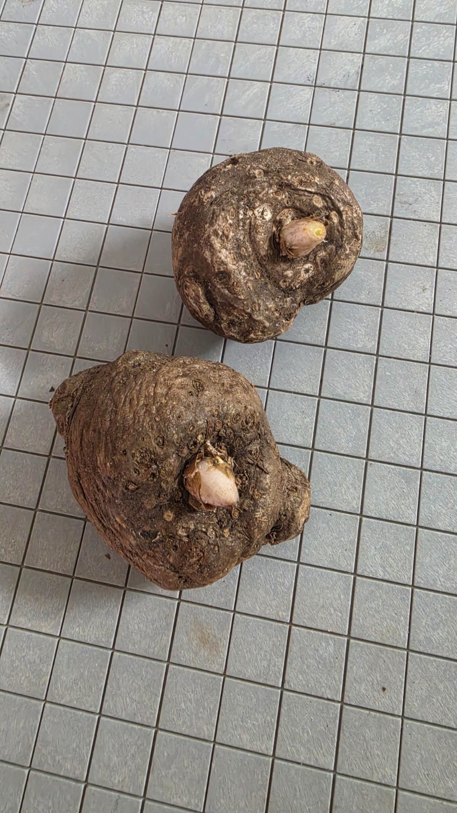 1 New ! Amorphophallus maxwellii (Rare plant) Thailand