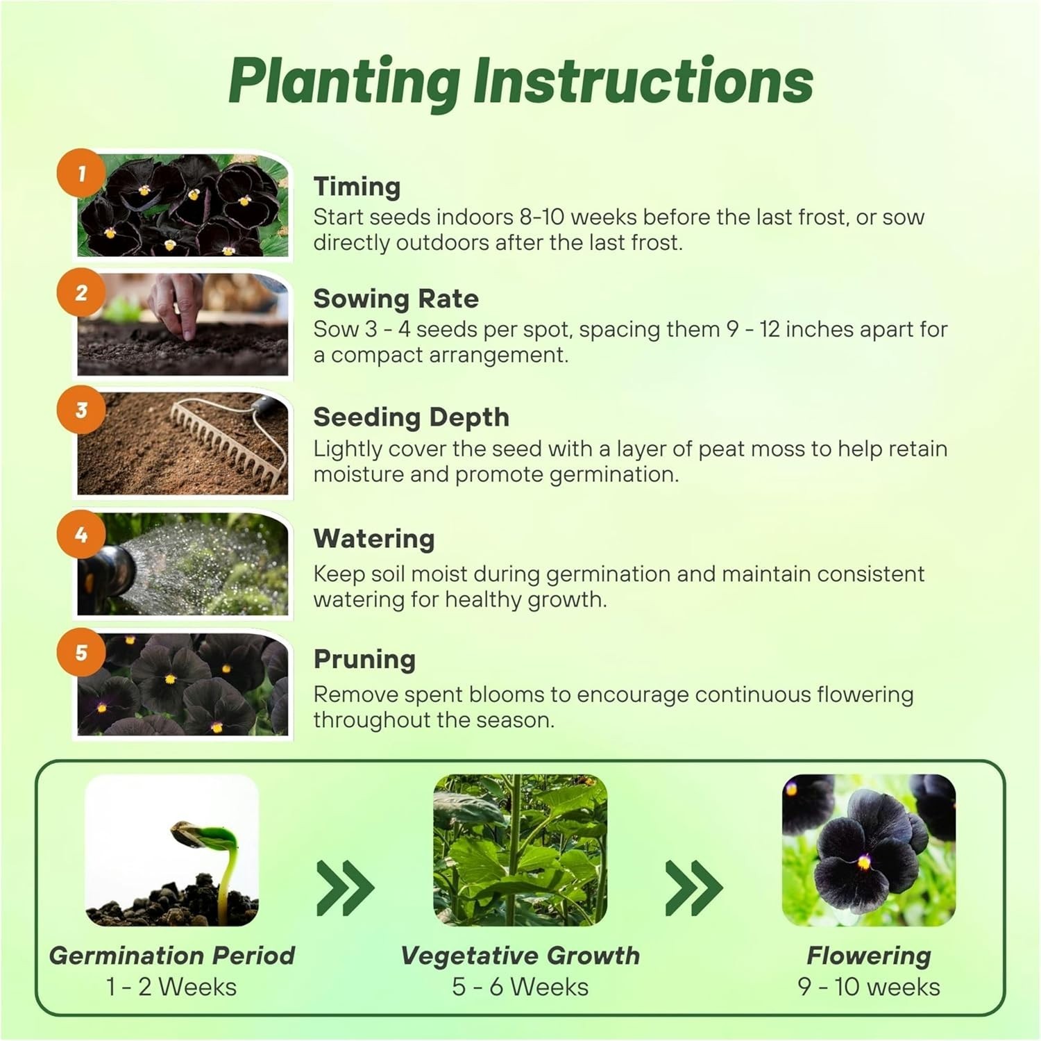 Elegant Black Viola Pansy Seeds – Pollinator-Friendly Biennials for Any Garden