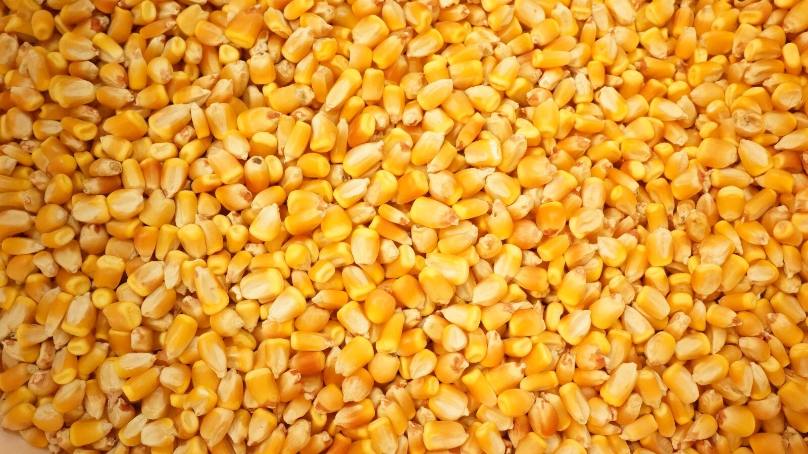 10LB Pound Reid’s Yellow Dent Field Corn Open Pollinated Non GMO Reids USA Pound