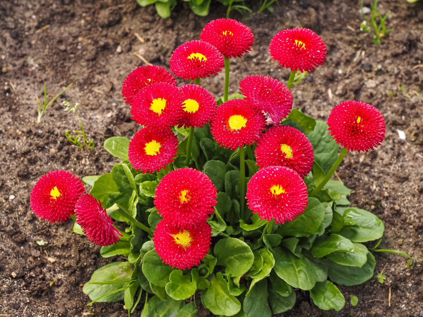 100 RED ENGLISH DAISY Bellis Perennis Flower Seeds *Flat S/H