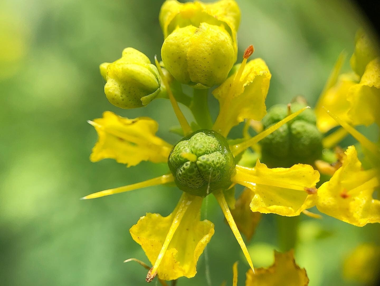 Rue (Ruta graveolens), SEEDS
