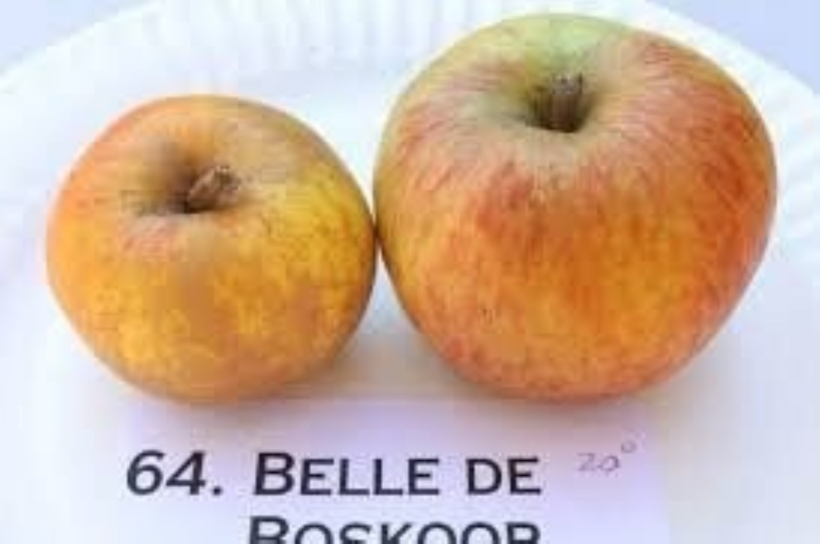 Belle de Boskoop Apple Tree grafted 5x5x12 inches pot size