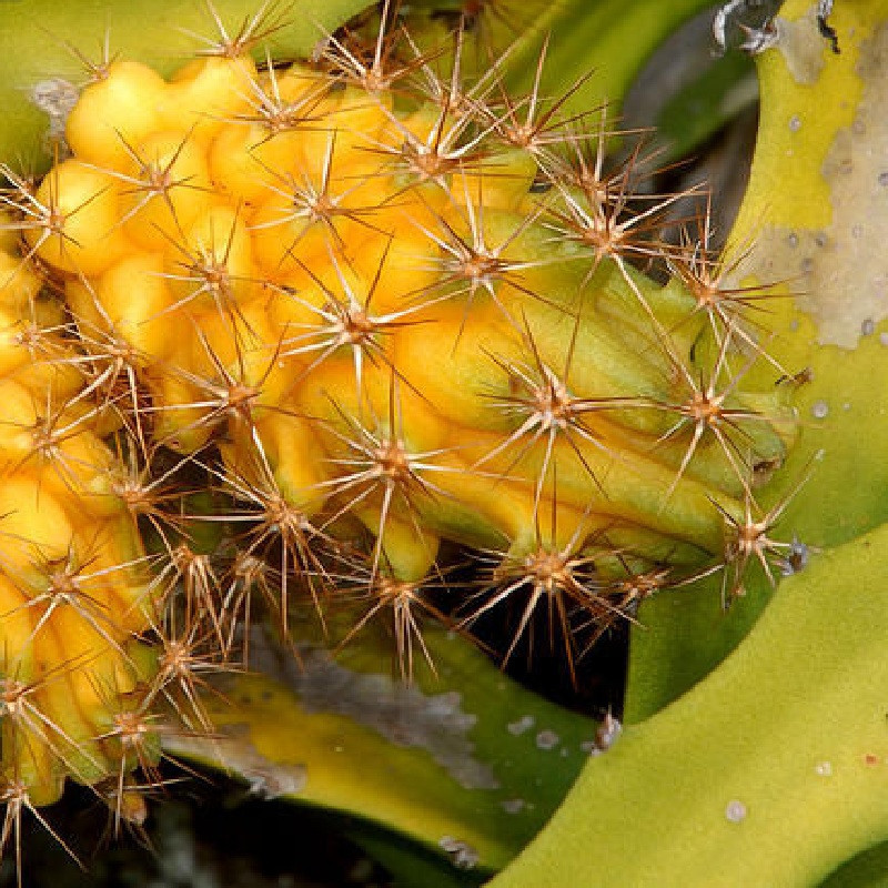 ~Yellow Dwarf~ DRAGON FRUIT Pitaya Cactus Selenicereus megalanthus 25 LIVE SEEDS