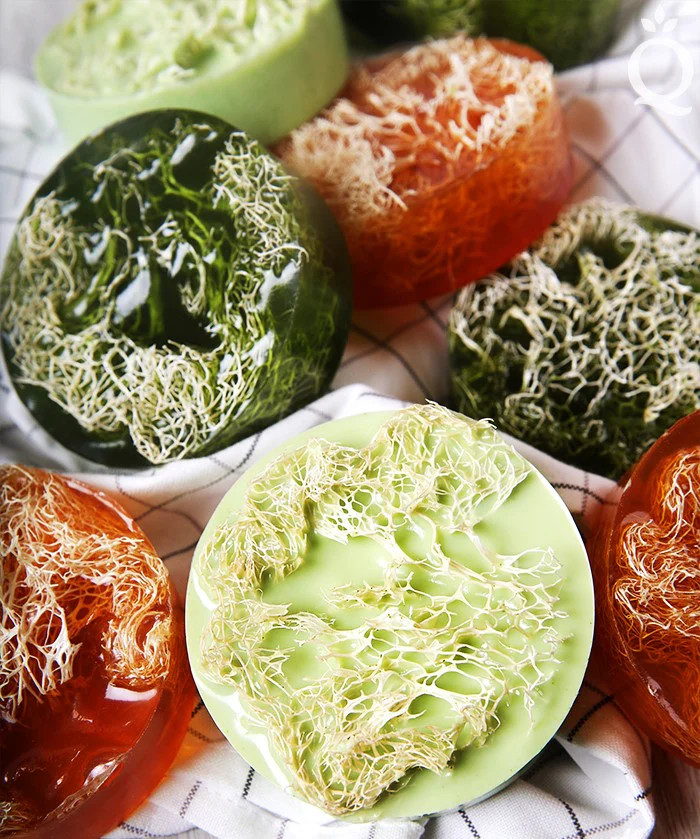 Bonanza Angled Luffa Gourd Seeds |Long Asian Okra Loofah Loofa Bitter Melon 2023