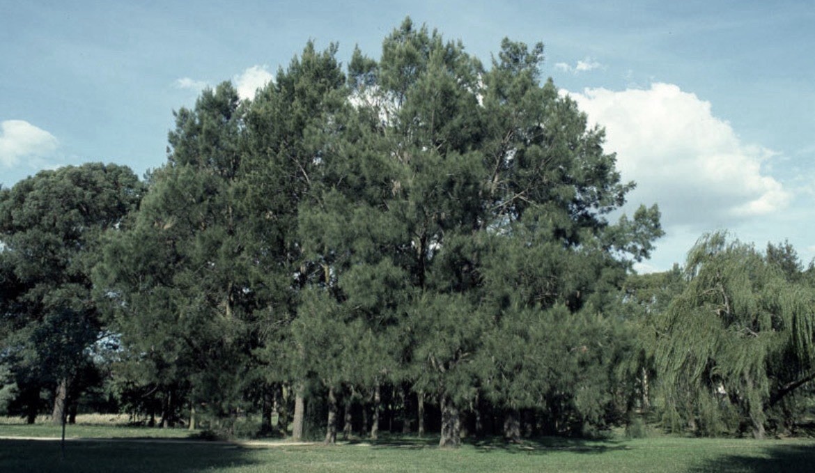 5 seeds)River She-Oak, Casuarina cunninghamiana, 10 Tree Seeds (Fast, Evergreen)
