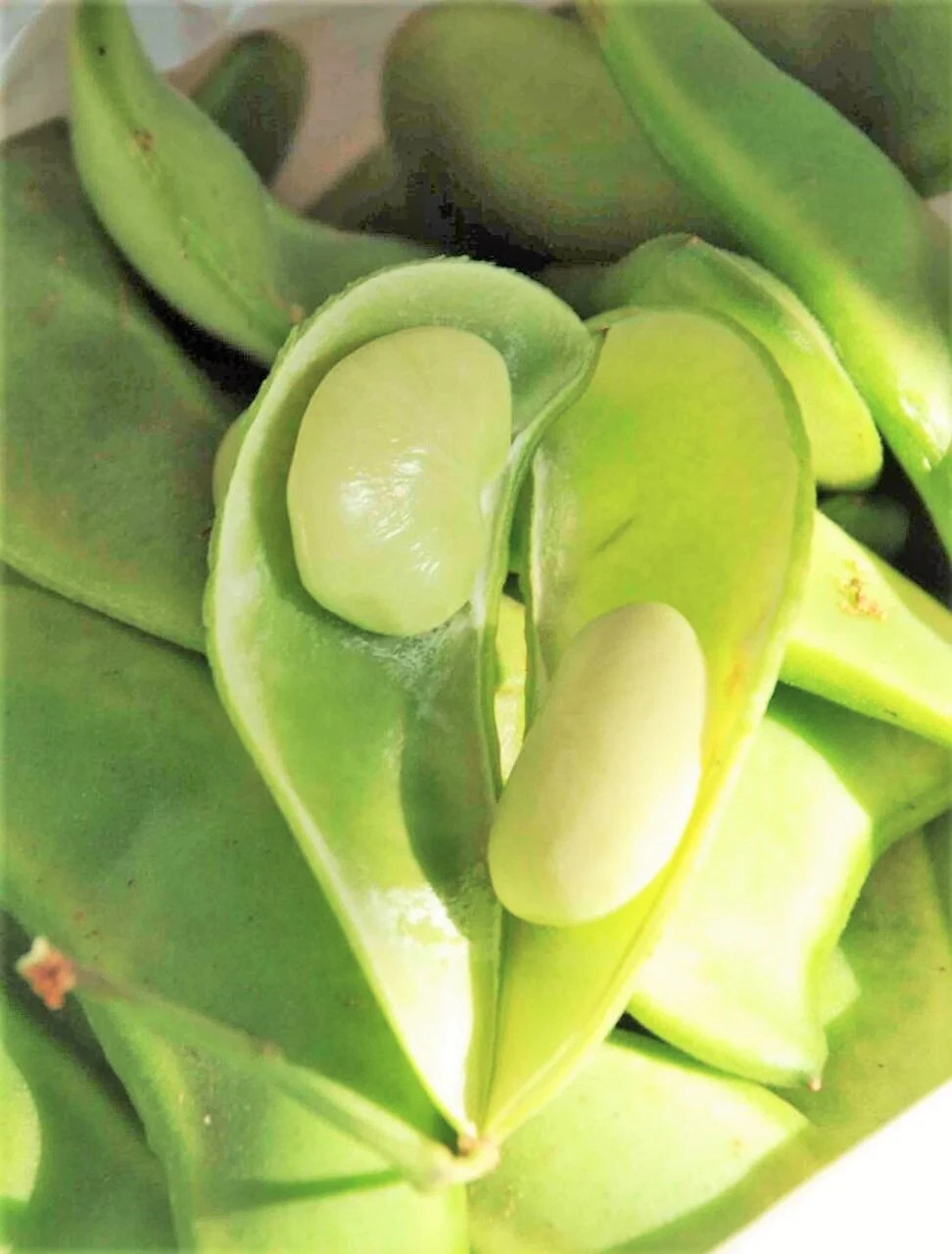 Henderson Lima Bean Seeds | Baby Butter Beans Green Fava Pea Vegetable Seed 2024