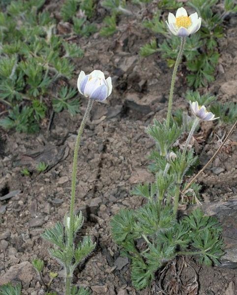 Anemone occidentalis | Western Pasqueflower | 20 Seeds