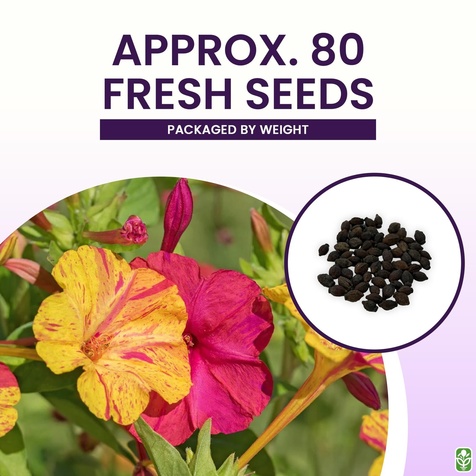 80 Broken Colors Four O’Clock Seeds Tender Perennial That Reseeds Easily