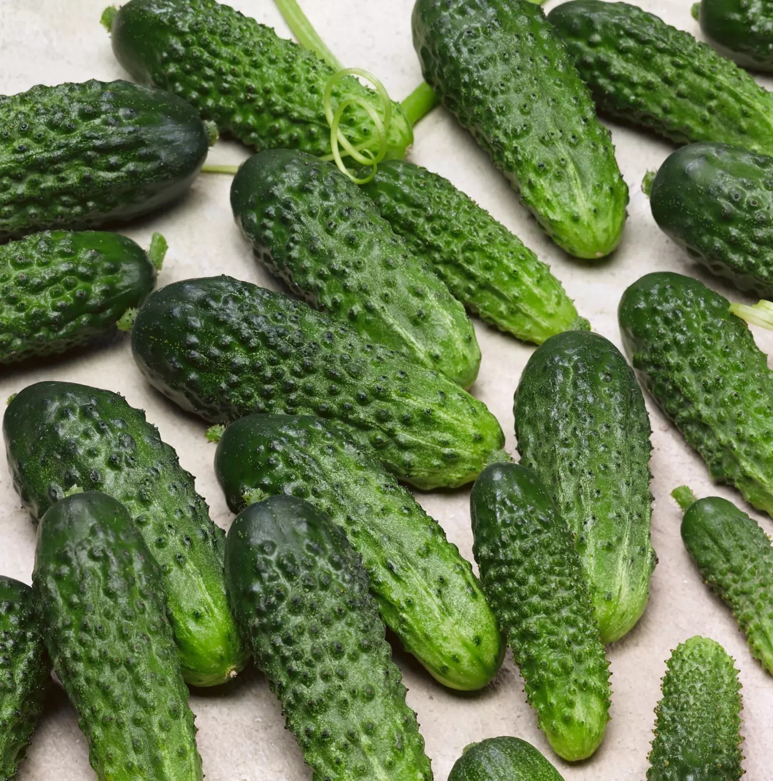 30+ Parisian Gherkin Cucumber Seeds —————— 2015 AAS Regional Winner
