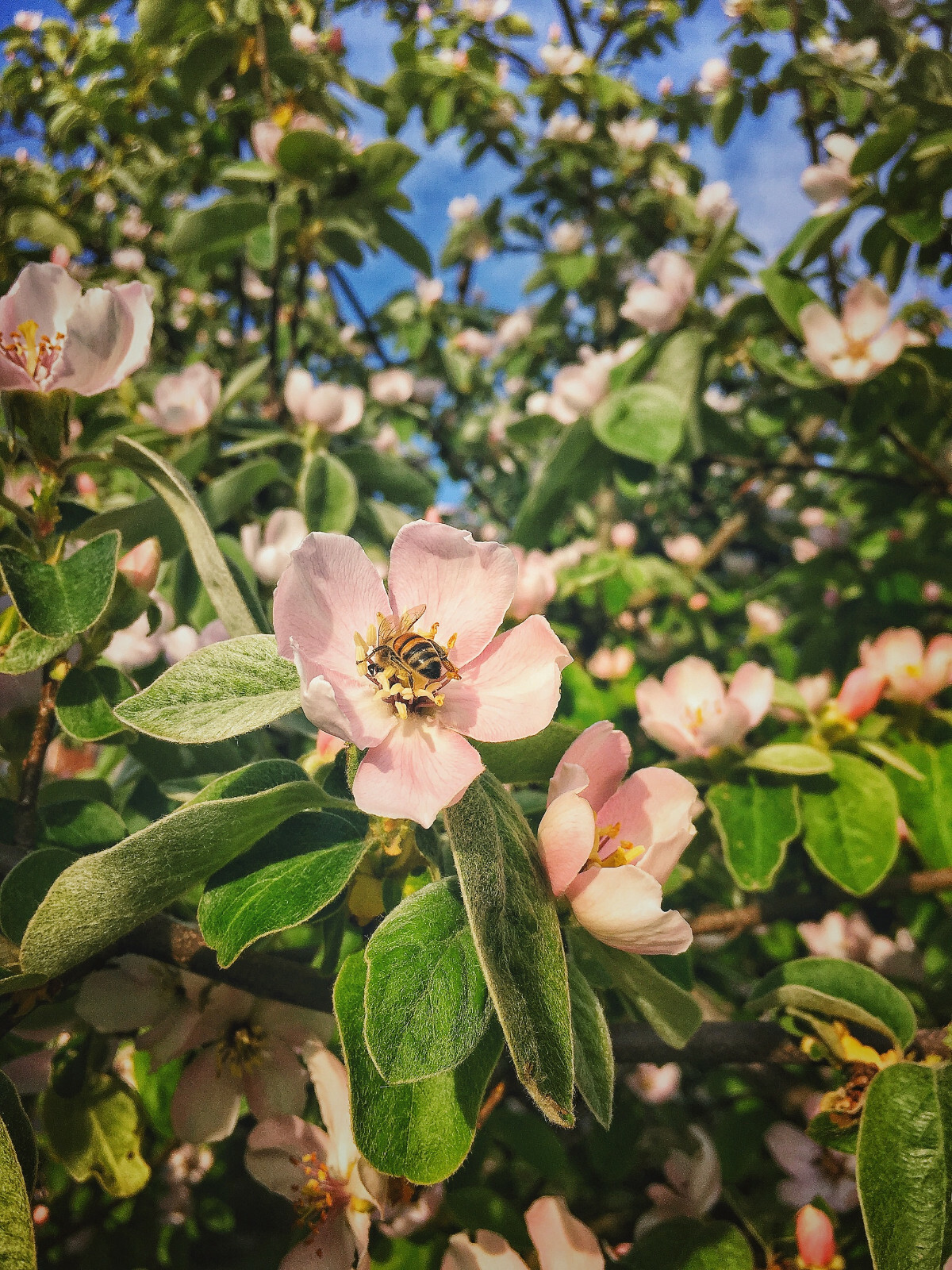 20 Common Quince (Cydonia oblonga) Fruit Tree Seeds, Sweet Edible Fruits