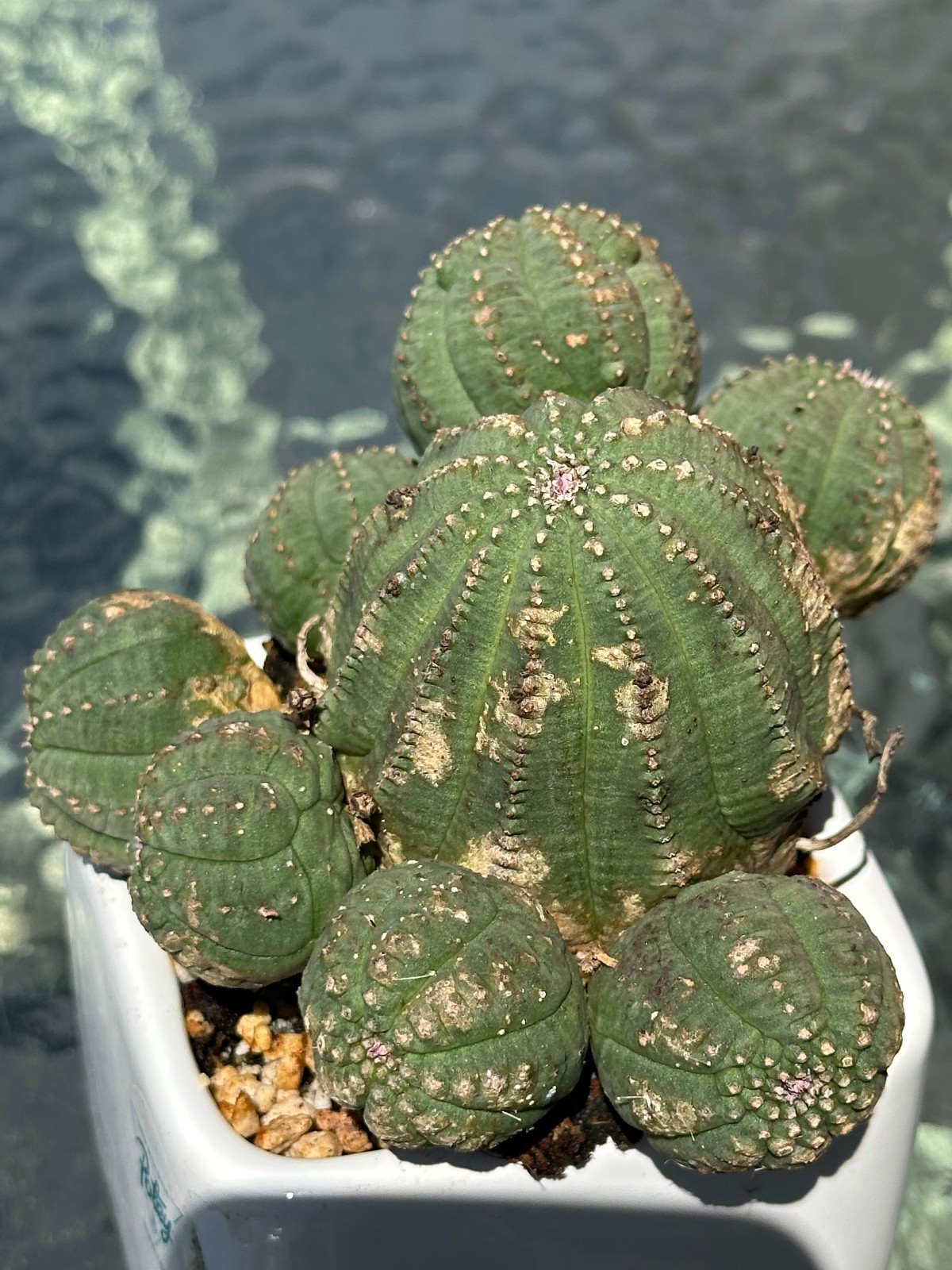 Euphorbia obesa Live Baseball Basketball Cactus in 4″ pot FREE SHIPPING