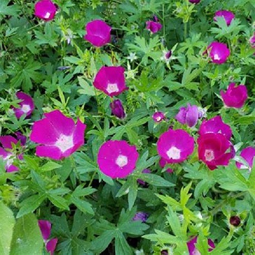 Winecup (Callirhoe involucrata) Purple Poppy Mallow, Buffalo Rose RARE Perennial