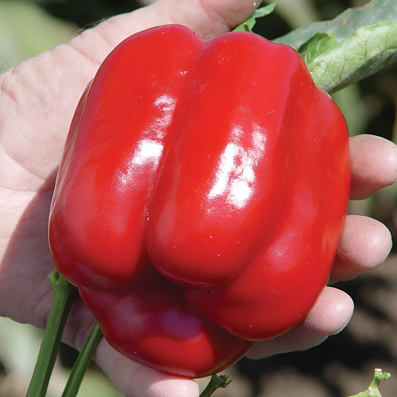 60 Heirloom Big Red Bell Pepper Seeds – Huge Sweet Red Bell Pepper – Zero Heat