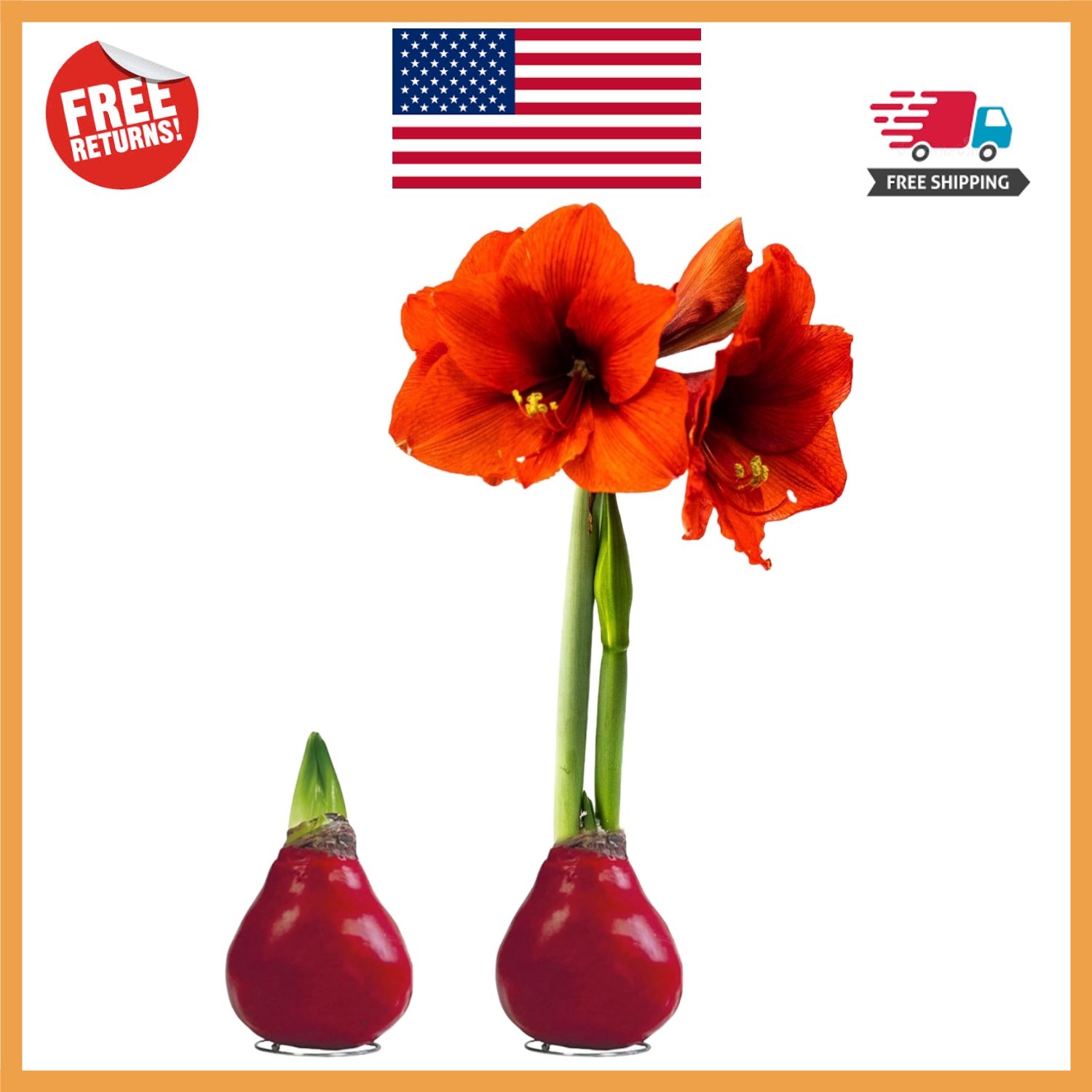 Live Waxed Amaryllis Bulb – Red Blooms, No Watering Needed, 16 Inches Tall