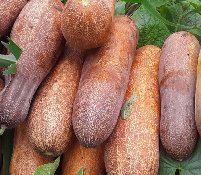 Cucumber Collection | Seeds