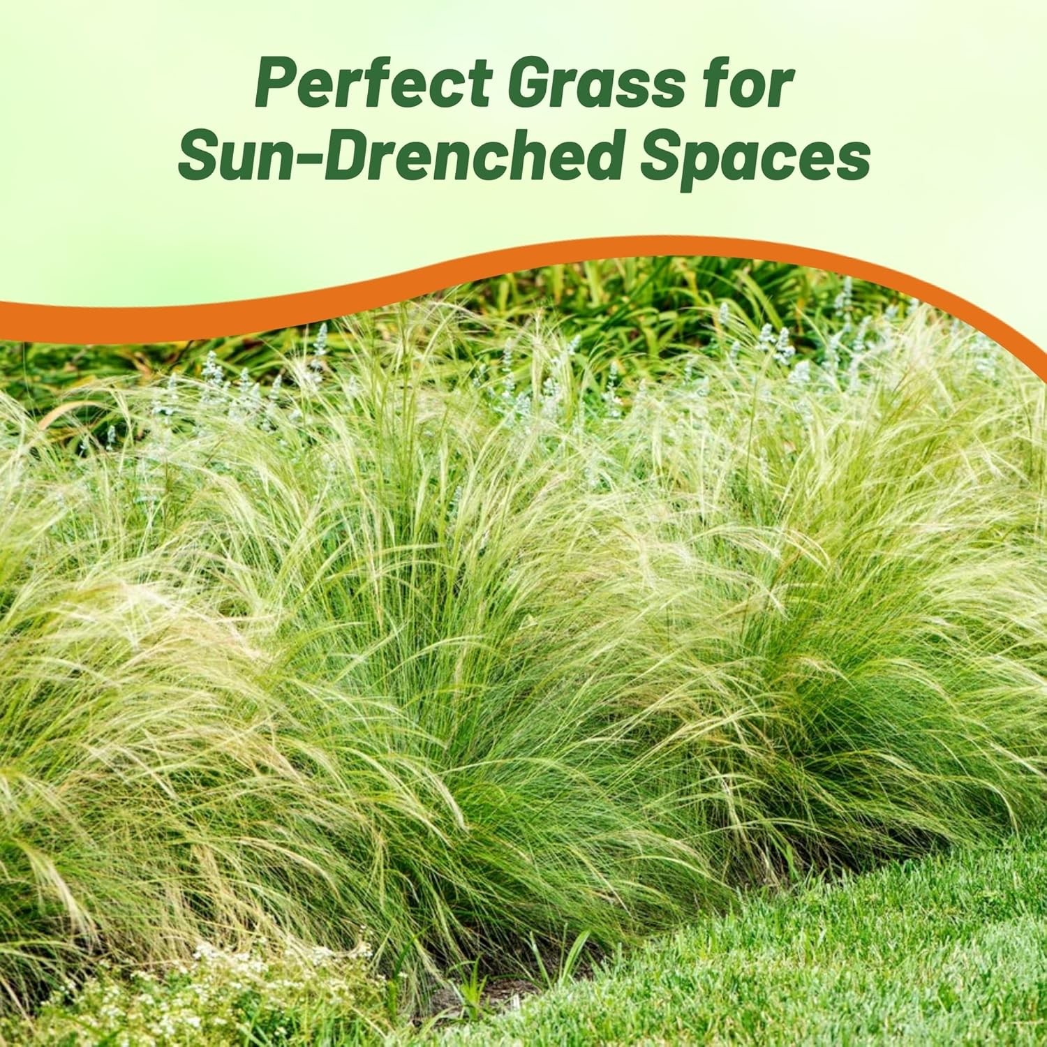 1000 Seeds Stipa Tenuissima Mexican Feather Drought Tolerant Ornamental