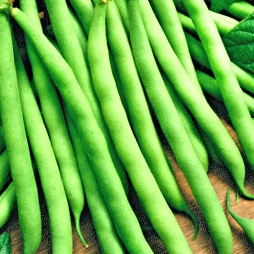 100+ BLUE LAKE POLE BEAN SEEDS 🫘 STRINGLESS SNAP | HEIRLOOM NON-GMO | FREE SHIP