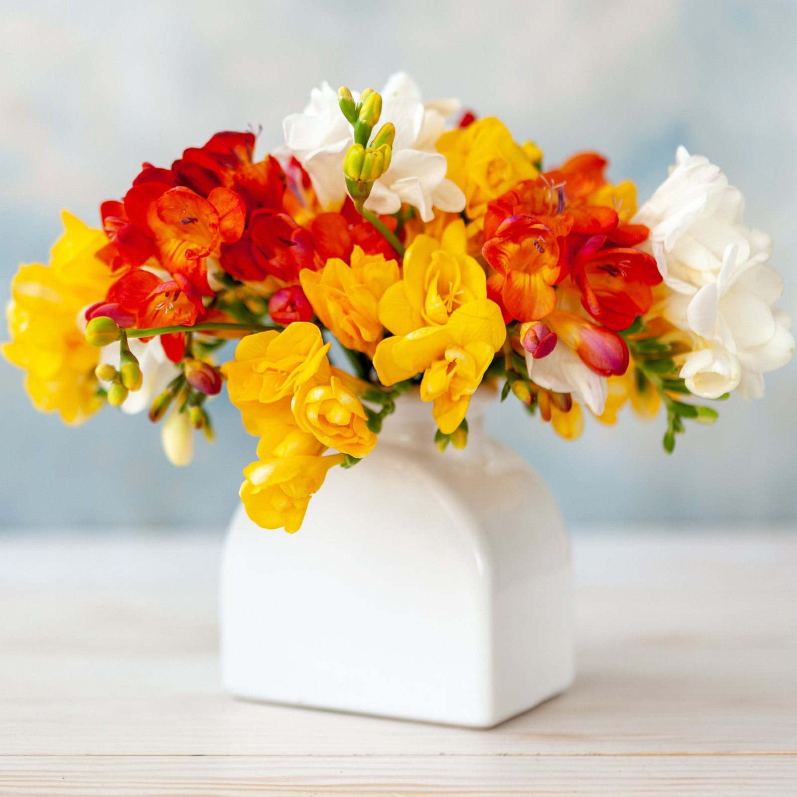 Freesia Fire & Ice Collection 45 Bulbs, Red Yellow & White Spring Flowers in Sun