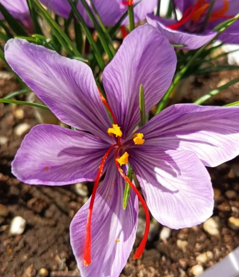 Saffron Crocus 15 Bulbs – Crocus Sativus – Easy Grow Flower Bulbs Kit