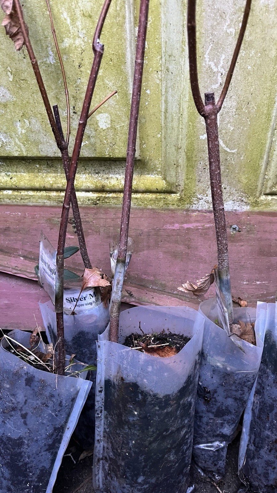 20-30” Tall Silver Maple Acer saccharinum (dasycarpum) 2 years old