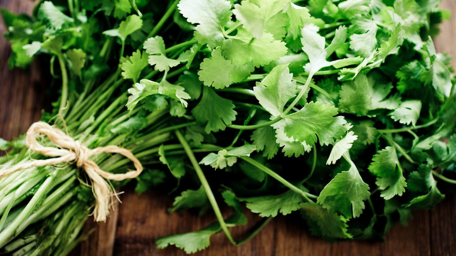 Cilantro 16 oz , Cilantro seeds for Microgreening and seed sprouting.