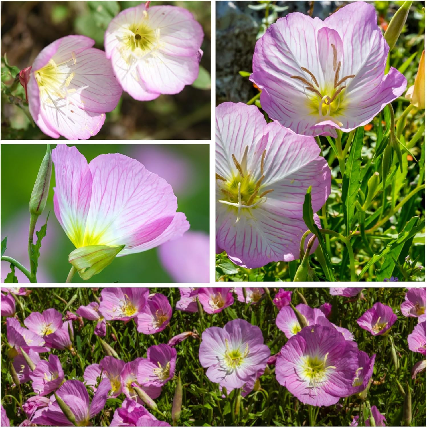 Showy Evening Primrose Seeds – 6,000 Seeds for Planting Oenothera Speciosa – Per