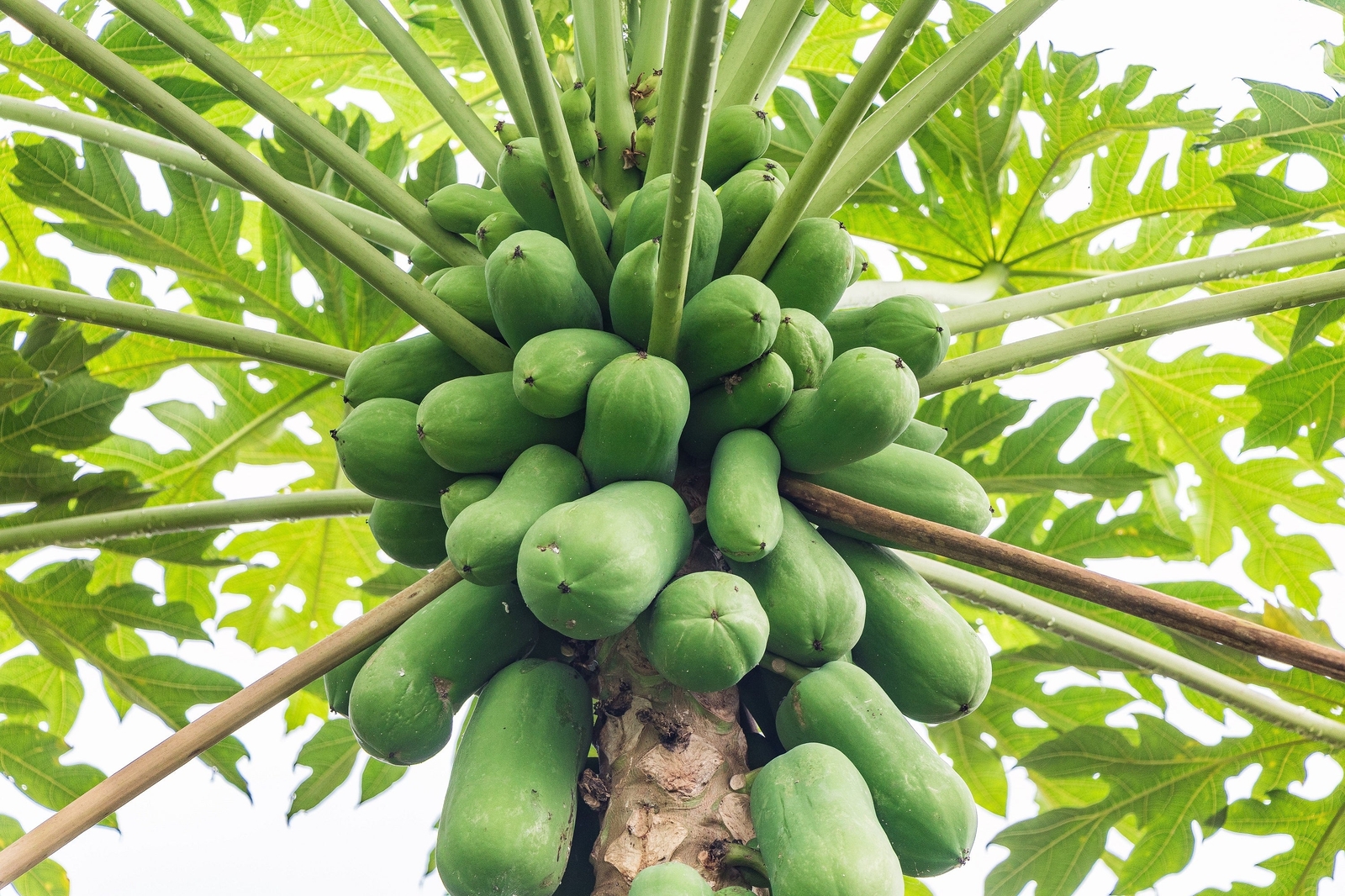 30 PAPAYA MELON Fruit TREE Carica Papaya Seeds
