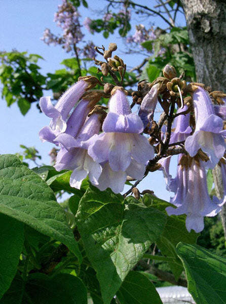Paulownia tomentosa | Empress or Princess Tree | 50 Seeds